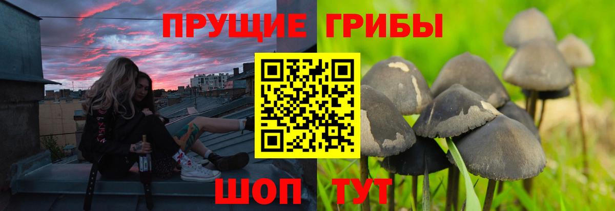 Галлюциногенные грибы Psilocybine cubensis Обь